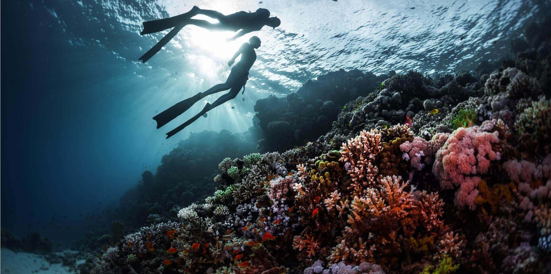 A unique collection of pristine ecosystems, Saudi Arabia's Red Sea coastline is now the site of two of the Kingdom's most ambitious regenerative tourism destinations